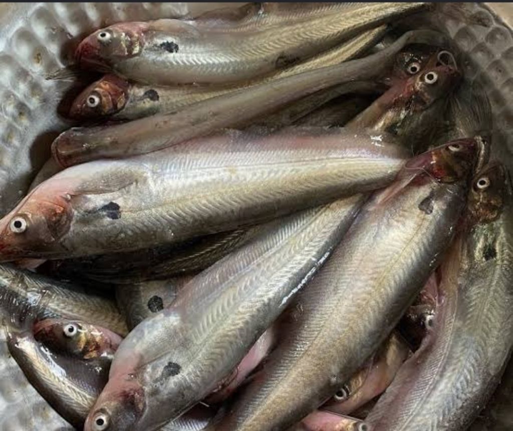 Pabda fish