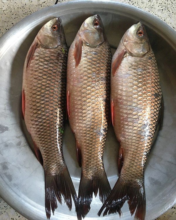 Rohu Big