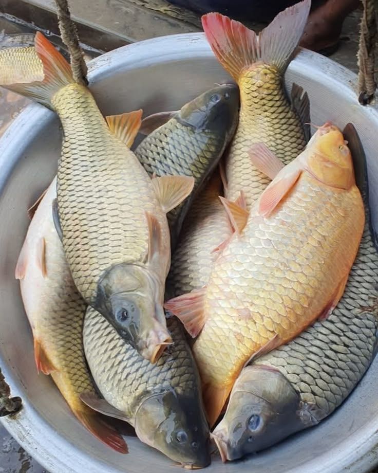 Golden fish