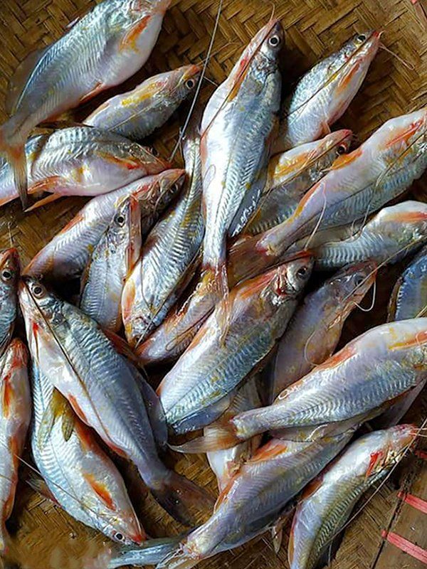 Tengra fish