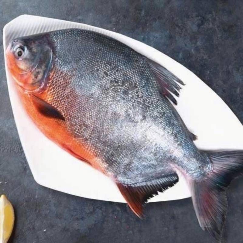 Chanda fish