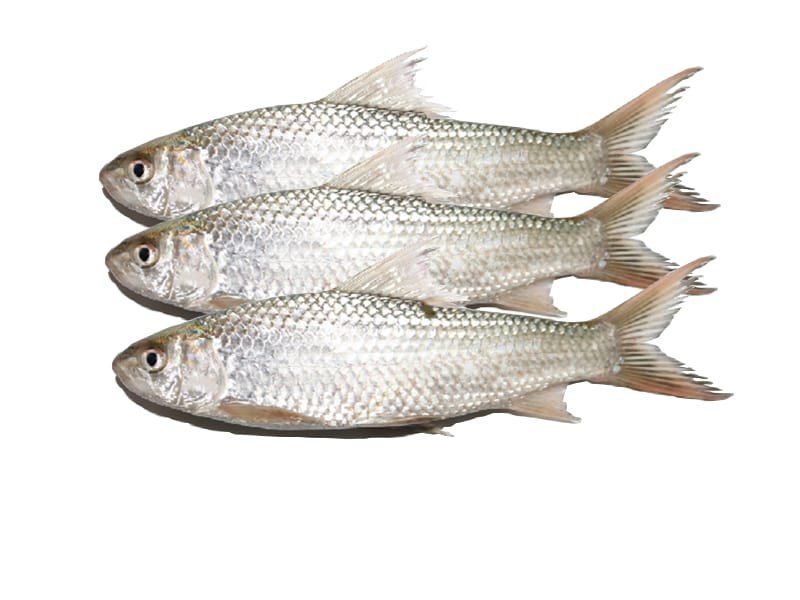 Bhangan fish