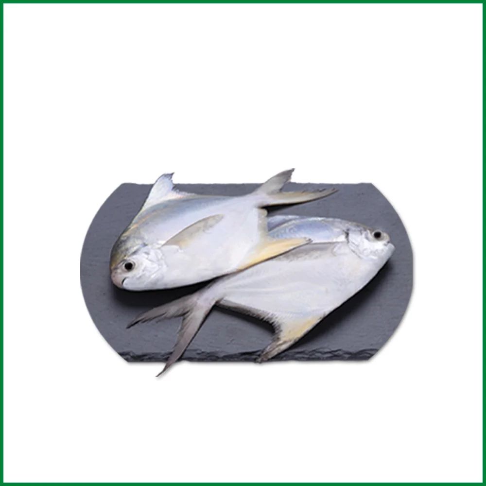Pamphlet fish