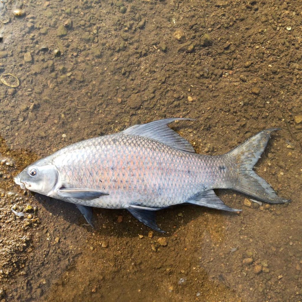 Mali fish